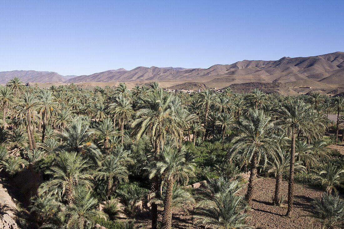 Palm trees in the desert near Tamnougalt in the Draa Valley, Oasis, Morocco