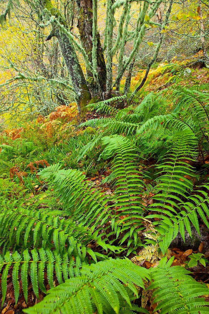 Helechos, Bosque Atlántico, Reserva Integral de Muniellos, Asturias