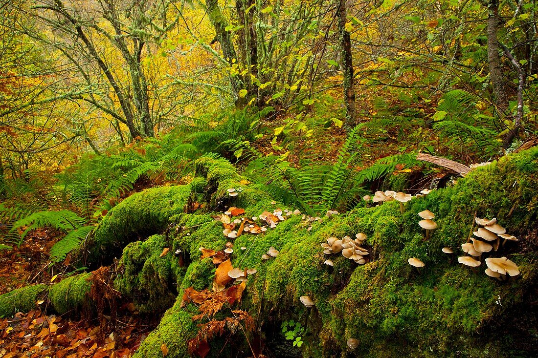 Bosque Atlántico, Reserva Integral de Muniellos, Asturias