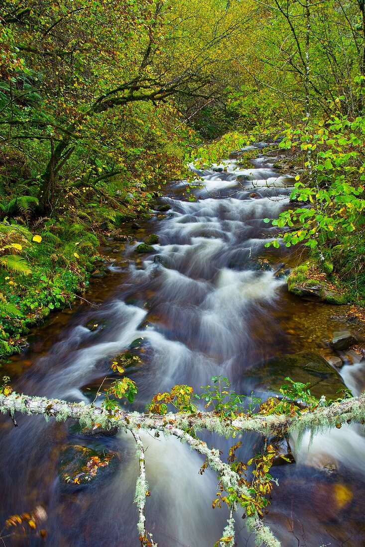 Bosque Atlántico, Reserva Integral de Muniellos, Asturias