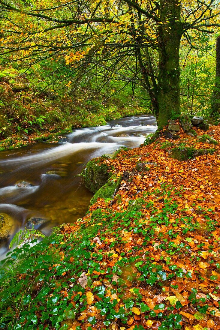 Bosque Atlántico, Reserva Integral de Muniellos, Asturias