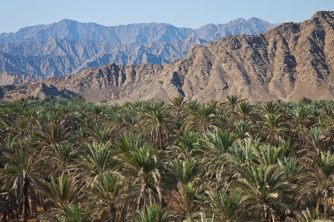 Oasis visto desde la Torre de la Mezquita de Al Bidyah, Emirato de Fujairah, Emiratos Árabes Unbidos, Golfo Pérsico