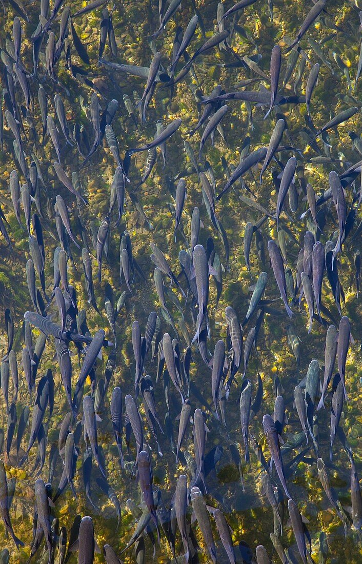 Mubles o Lisas en el Río Deva, Molleda, Cantabria