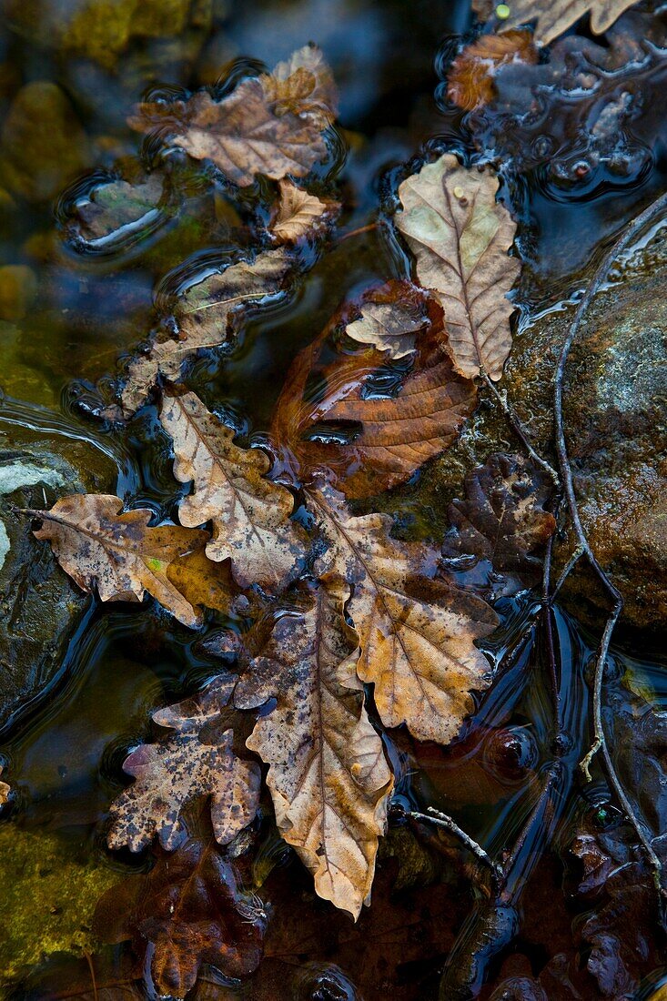 Roble, Río Lamason, La Venta Fresnedo, Valle del Nansa, Cantabria