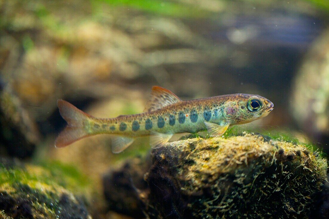 Pinto o Salmón juvenil