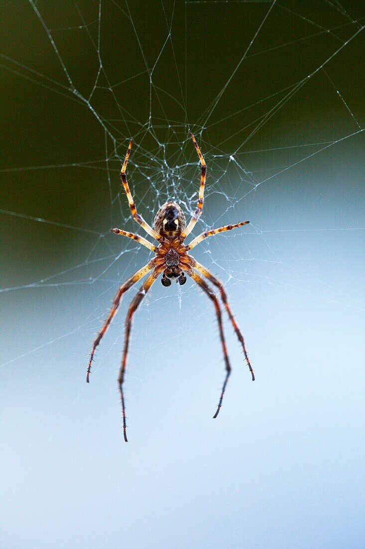 Araña en su tela