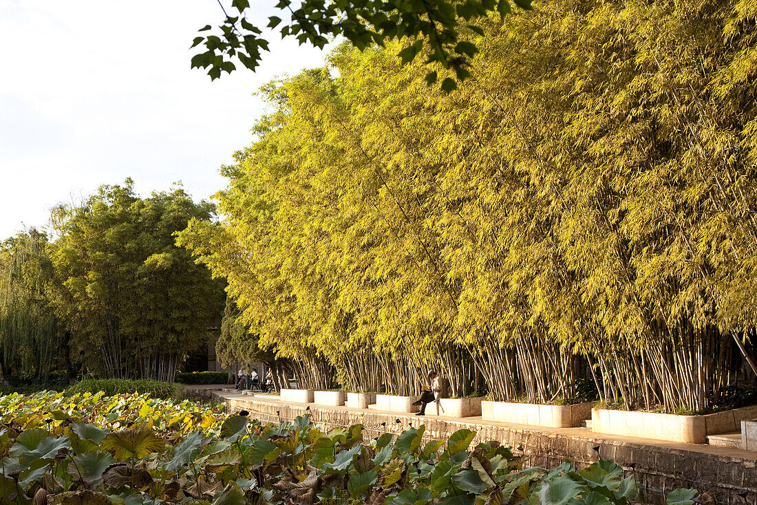 Bambus und Lotuspflanzen im Grüner See Park im Zentrum von Kunming, Yunnan, Volksrepublik China, Asien