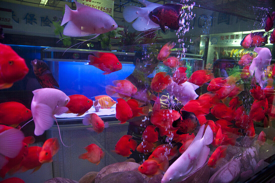 Blick auf Aquarium mit bunten, roten Fischen auf dem Vogel- und Blumenmarkt in Kunming, Yunnan, Volksrepublik China, Asien