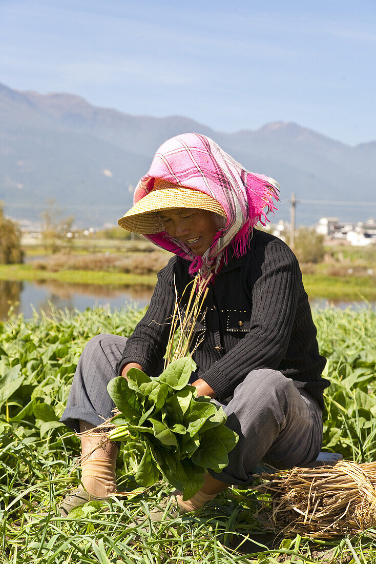 Bäuerin bei der Ernte, Landwirtschaft um den Erhai See, Dali, Yunnan, Volksrepublik China, Asien