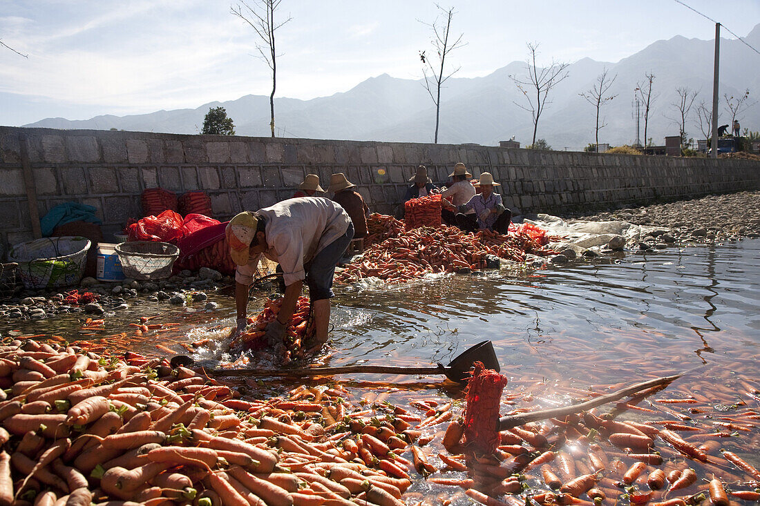 Möhrenernte am Erhai See, Frauen waschen die Möhren in einem Seitenkanal, Yunnan, Volksrepublik China, Asien