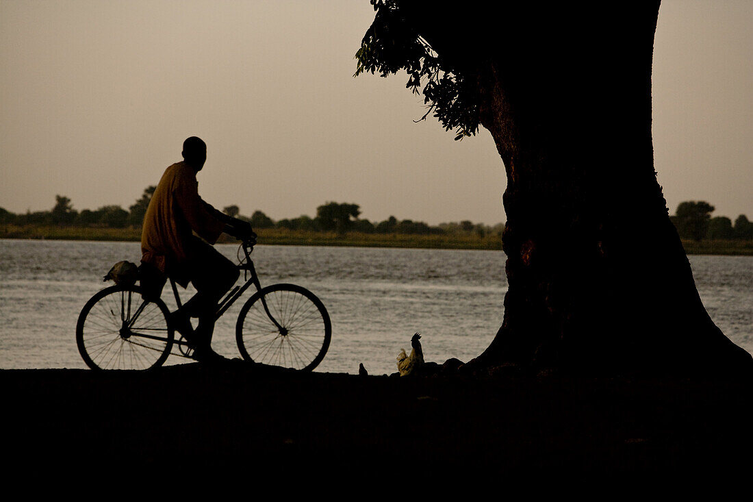 Mann auf Fahrrad und Huhn am Ufer des Niger am Abend, Sagou, Mali, Afrika