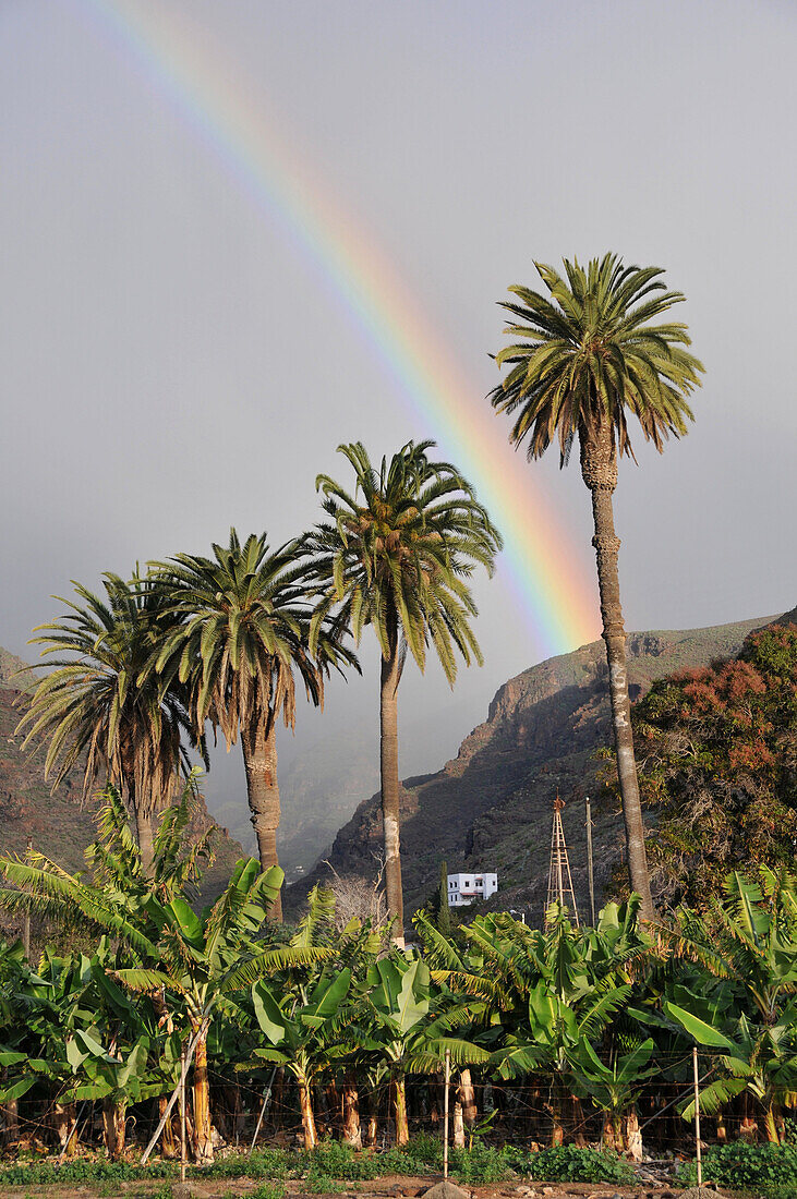 Rainbow above palm trees, Playa de Santiago, southcoast of Gomera, Canary Isles, Spain, Europe