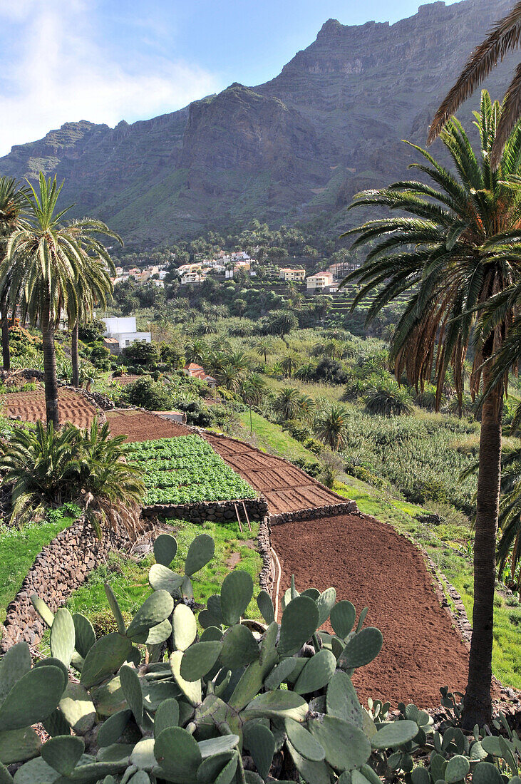 Palmen und Kakteen im Valle Gran Rey, Gomera, Kanarische Inseln, Spanien, Europa
