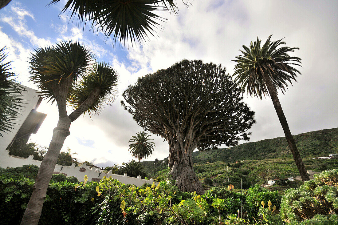 Dragon tree in Icod de los Vinos, Tenerife, Canary Isles, Spain, Europe