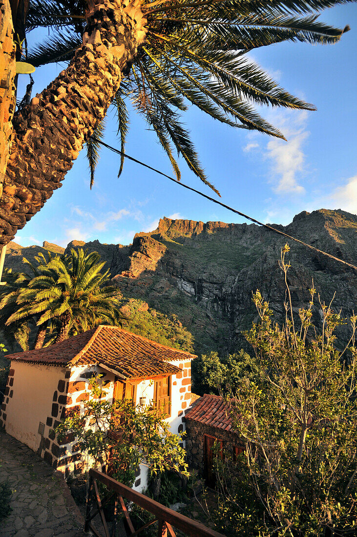 House and palm tree at Masca, Tenno mountains, Tenerife, Canary Isles, Spain, Europe