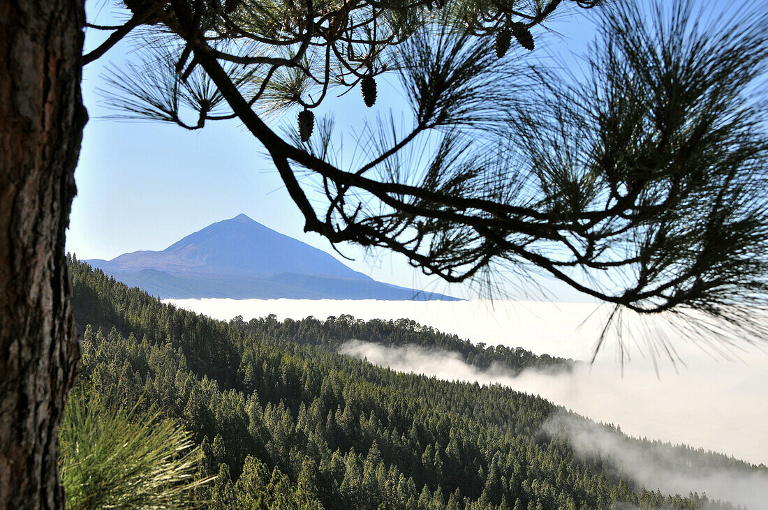 Forest and sea of clouds in front of the mountain Teide, Tenerife, Canary Isles, Spain, Europe