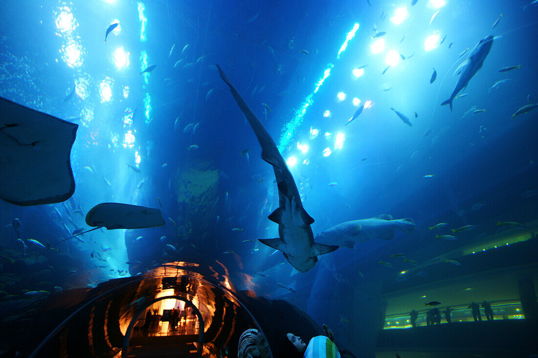 Dubai Aquarium and Underwater Zoo inside Dubai Shopping Mall, Dubai, UAE, United Arab Emirates, Middle East, Asia
