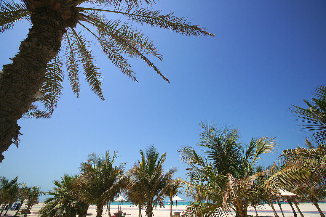 Jumeirah beach and palm trees under blue sky, Dubai, UAE, United Arab Emirates, Middle East, Asia