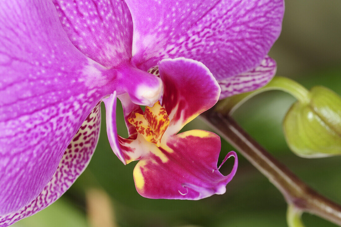 Close up of an orchid blossom, Phalaenopsis, Flower