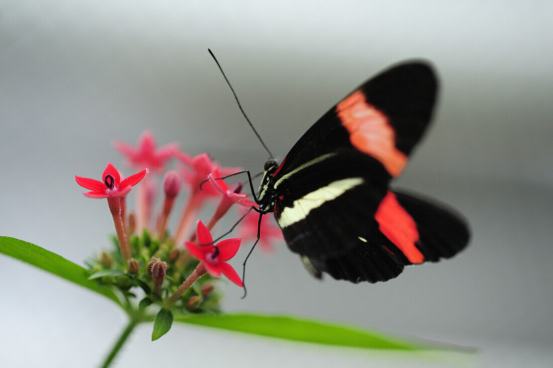 Close up of a postman butterfly, Heliconius melpomene, butterfly house, Botanic garden, Munich, Bavaria, Germany