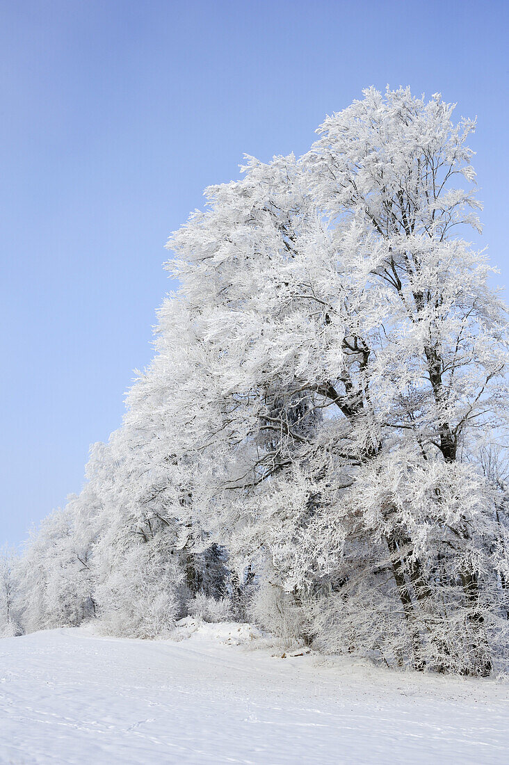 Waldsaum mit verschneiten Buchen, Tegernsee, Oberbayern, Bayern, Deutschland