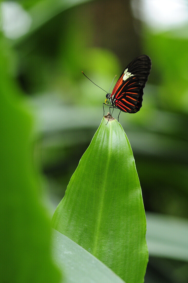 Passionsfalter, Heliconius melpomene, Schmetterlingshaus, Botanischer Garten, München, Bayern, Deutschland