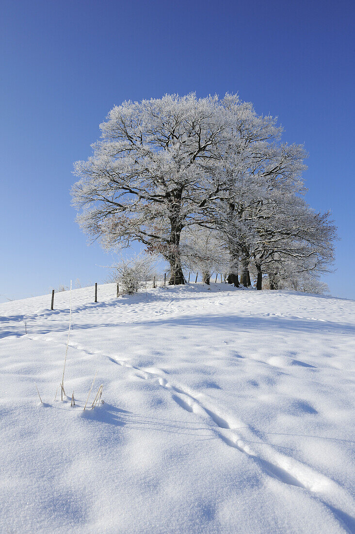 Snowy landscape with snow covered oak trees in the background, Upper Bavaria, Bavaria, Germany