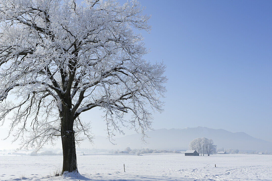 Verschneite Eiche, Bauernland und Bayerische Voralpen im Hintergrund, Oberbayern, Bayern, Deutschland