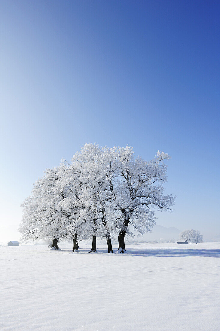 Snow covered oak trees, rural surroundings and Bavarian foothills in the background, Upper Bavaria, Bavaria, Germany