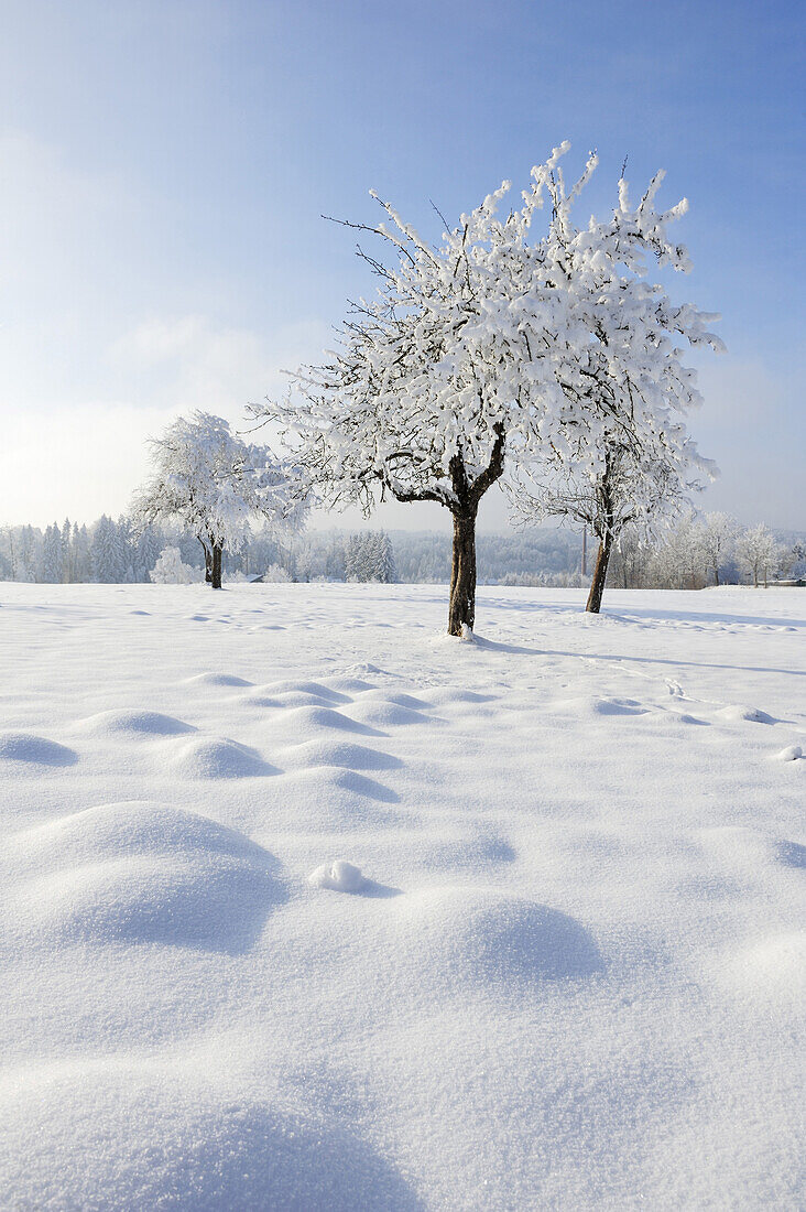 Snow covered orchard, Upper Bavaria, Bavaria, Germany