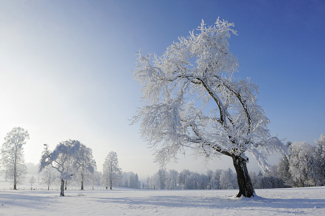 Snow covered orchard, Upper Bavaria, Bavaria, Germany