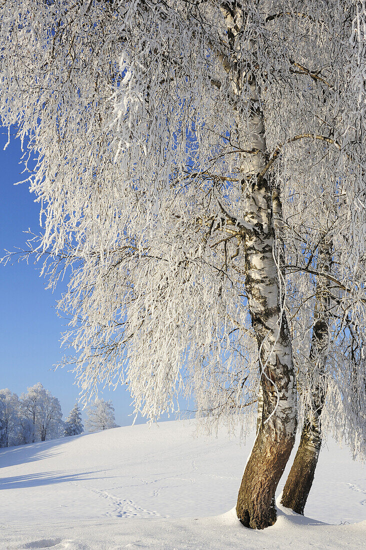 Snow covered birch trees, Upper Bavaria, Bavaria, Germany