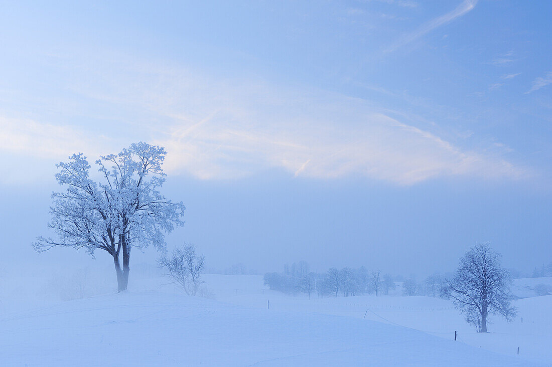 Verschneite Bäume im Nebel, Oberbayern, Bayern, Deutschland