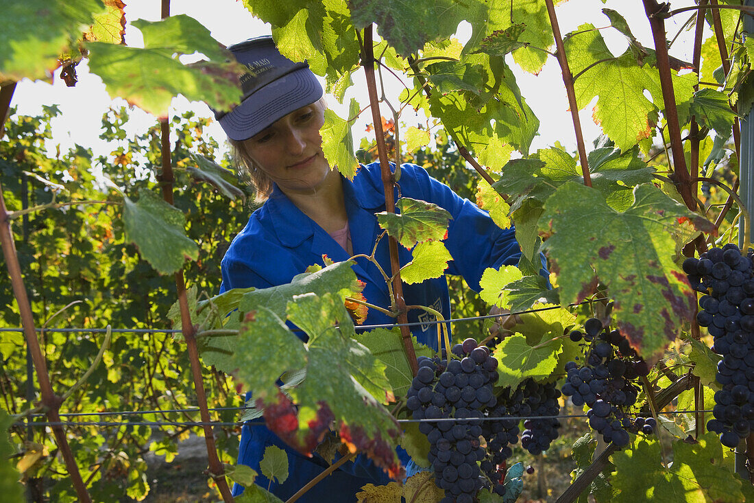 Weinernte bei Barolo, Langhe, Piemont, Italien