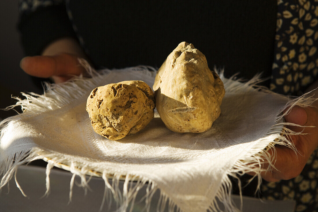 Truffles at the market in Alba, Piedmont, Italy