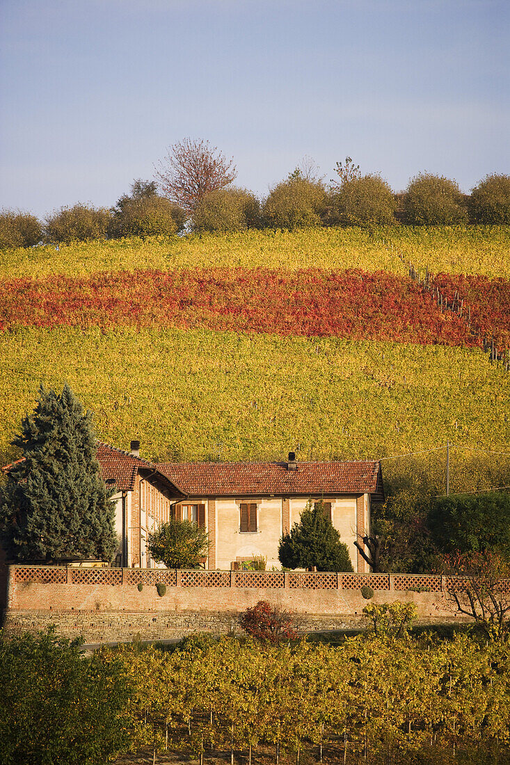 Bauernhof bei Serralunga d'Alba, Langhe, Piemont, Italien