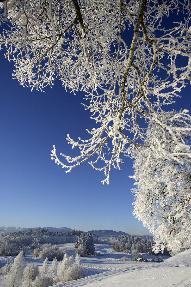 Winter scenery, Reutberg monastery, Sachsenkam, Upper Bavaria, Bavaria, Germany