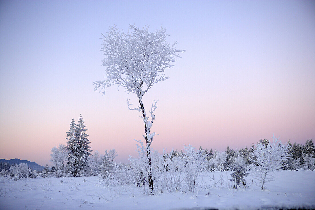 Winter scenery near lake Kirchsee, Sachsenkamm, Upper Bavaria, Bavaria, Germany