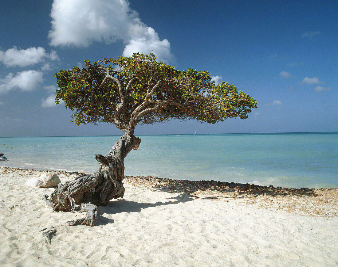 Divi Tree in Aruba, Niederländische Antillen