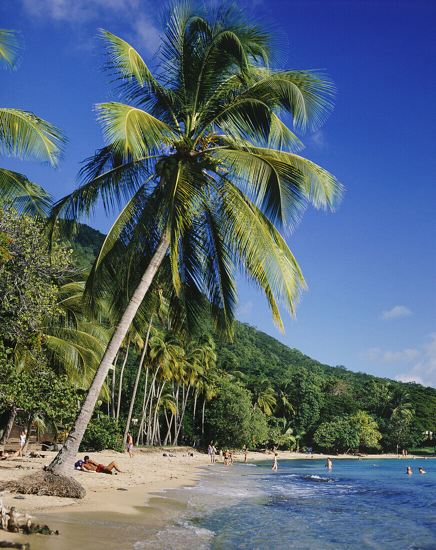 Anse Figuiers, Martinique, Caribbean