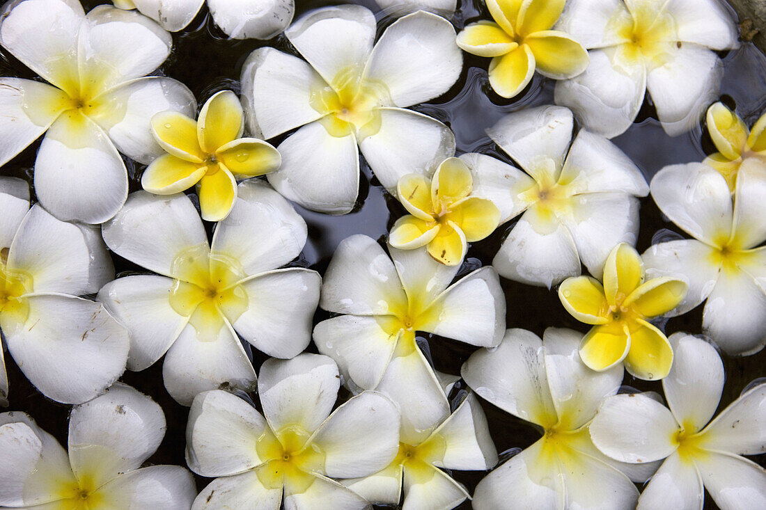 Frangipani flowers, Galle, Sri Lanka