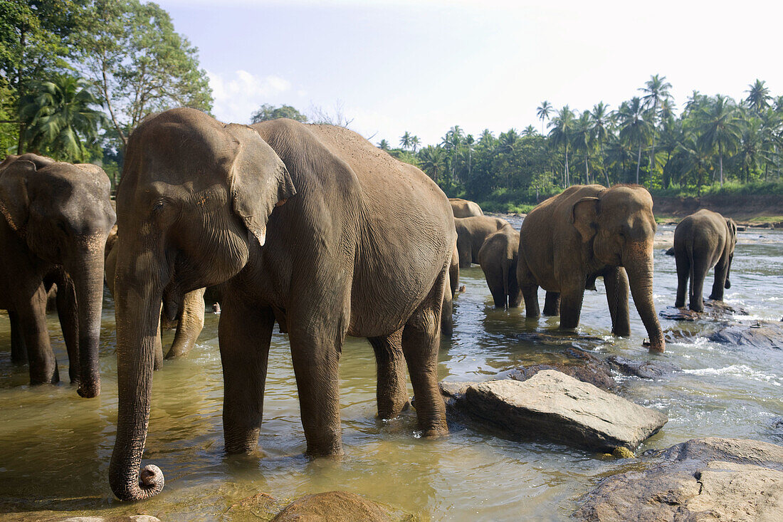 Pinnewela Elefantenwaisenhaus, Sri Lanka