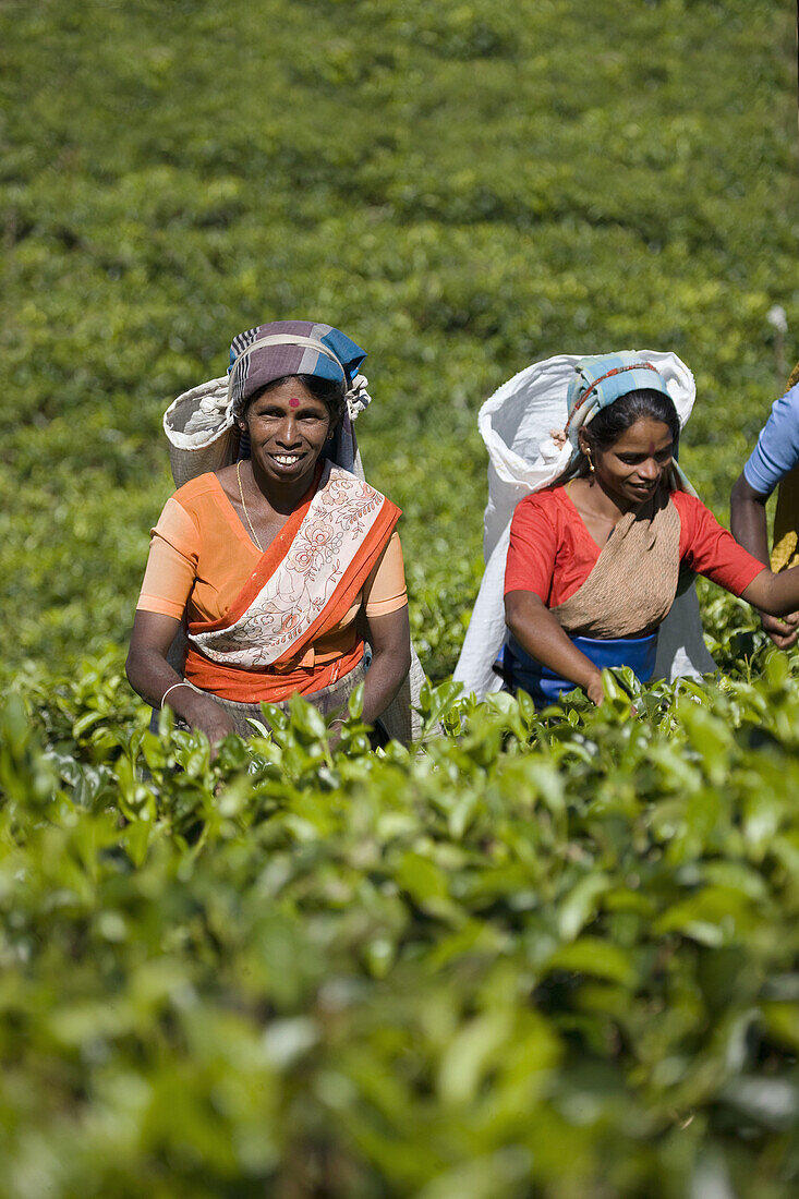 Tamilische Teepflückerinnen, Nuwara Eliya, Sri Lanka