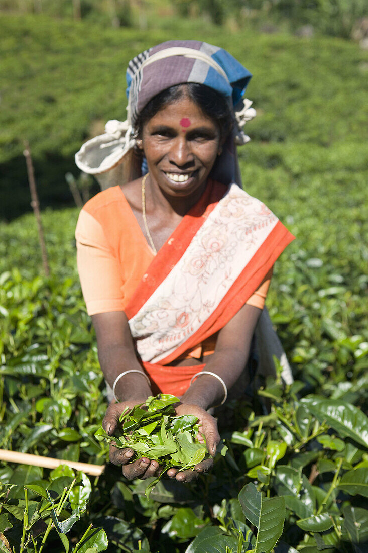 Tamilische Teepflückerinnen, Nuwara Eliya, Sri Lanka