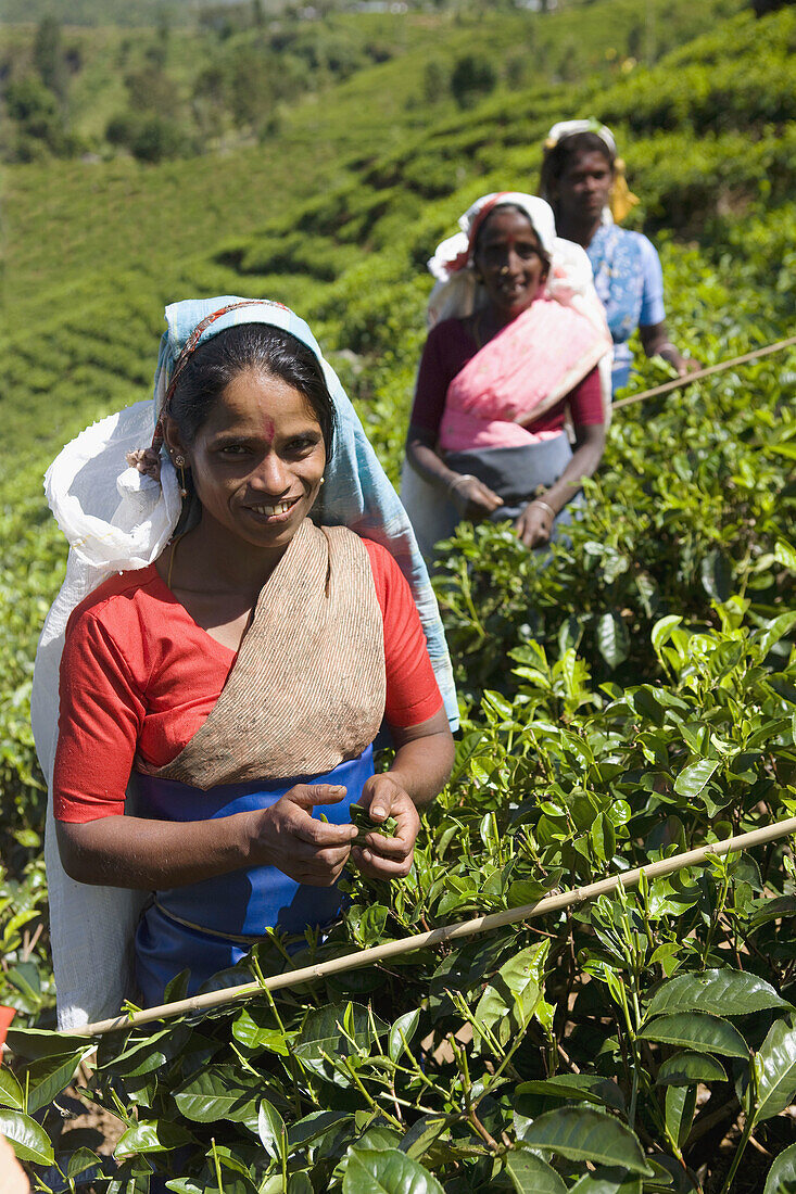 Tamilische Teepflückerinnen, Nuwara Eliya, Sri Lanka