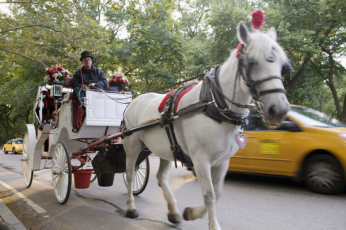 Horse-drawn Carriage in Central Park, New York City, USA