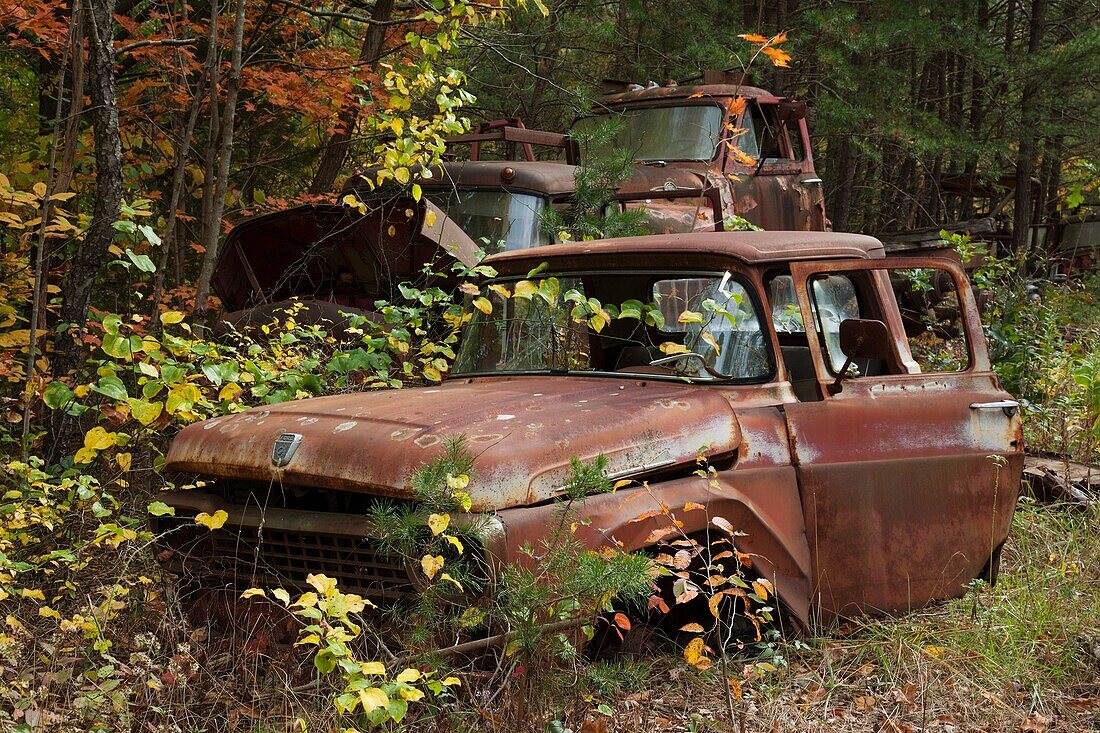 USA, West Virginia, Seneca Rocks, old pickup trucks, autumn