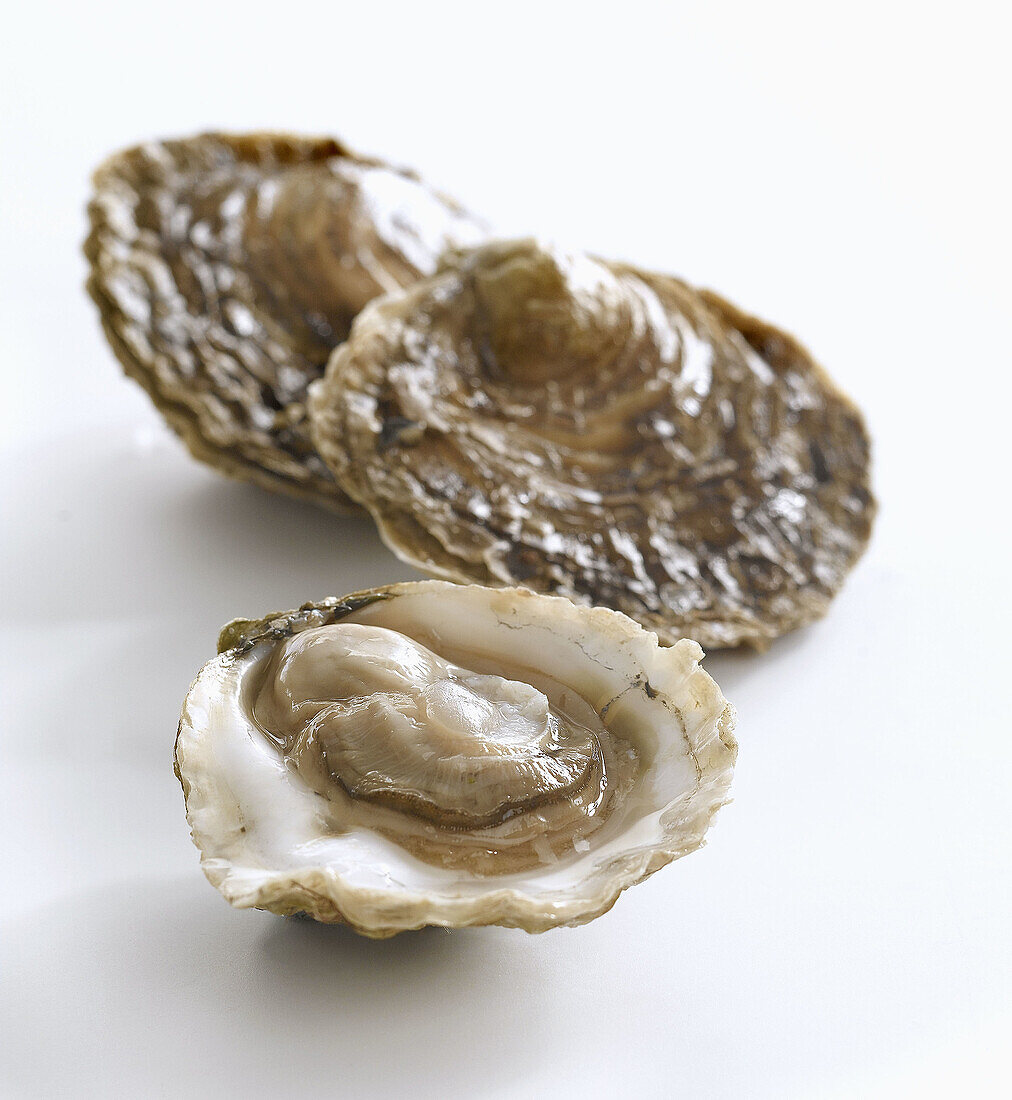 Galician oysters