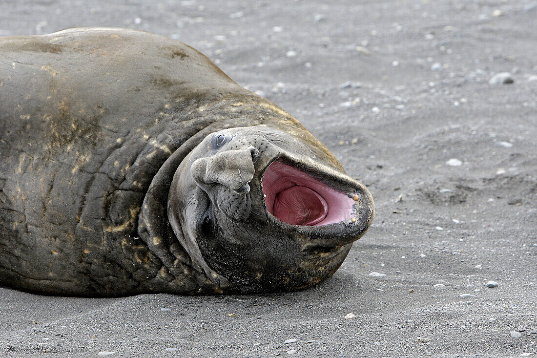 Southern Elephant Seal  Mirounga leonina). Hannah Point, Livingston Island, South Shetland Islands, Antarctica