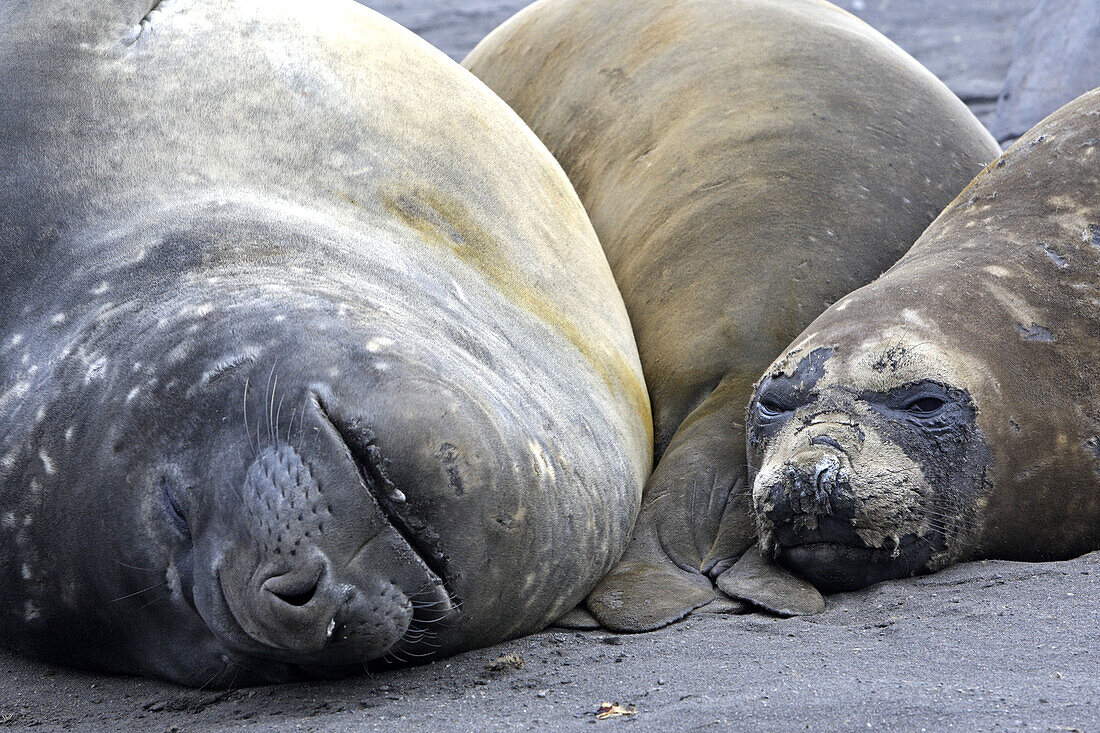 Southern Elephant Seal  Mirounga leonina). Hannah Point, Livingston Island, South Shetland Islands, Antarctica